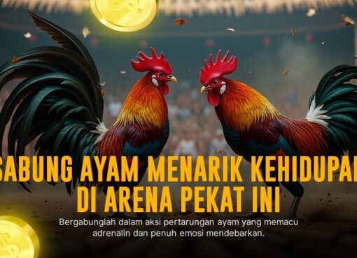 Mengenal Ayam Bangkok: Raja Sabung Ayam yang Ditakuti