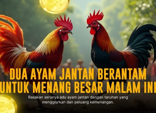 Rahasia Ayam Bangkok Asli yang Bikin Sabung Ayam Makin Greget
