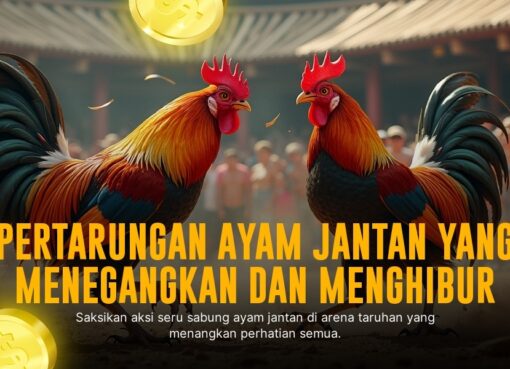 Mengenal Ayam Bangkok: Raja Sabung Ayam yang Tak Tertandingi