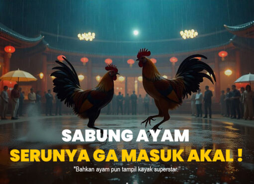Mengenal Ayam Bangkok: Raja Sabung Ayam yang Perlu Kamu Tahu